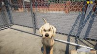Animal Shelter