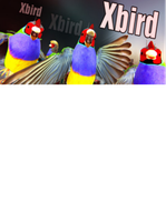 Xbird