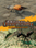 Empires of the Undergrowth - Exploding Ants (PC) - Steam Key - GLOBAL