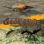 Exploding Ants