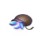 980 Vivigems