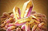6000 Dreamstone